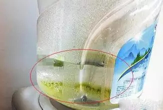 桶装水为什么会长绿藻，办公室桶装水长绿藻怎么办